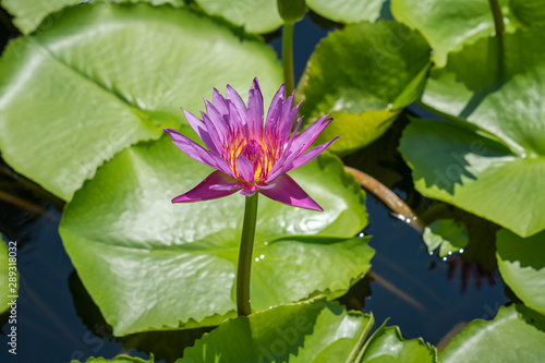 Lotus  water lily