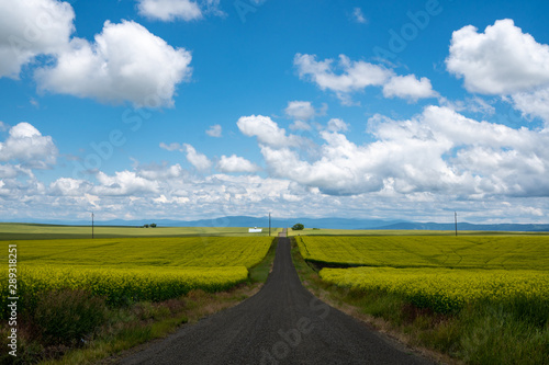 Leading line of a road through a field of mustard plants in the palouse region of western Idaho USA photo