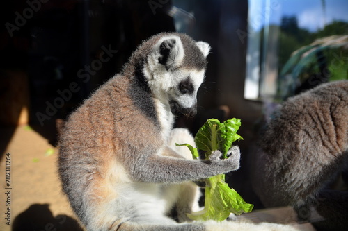 Lemur katta (Lemur catta) #289318264