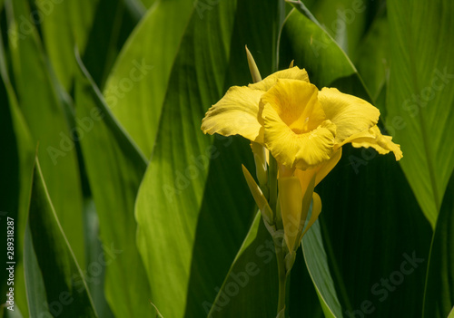 Canna flaccida (Bandanna of the everglades) biksisn yellow flower. photo