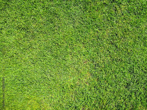 Green grass texture background top view.