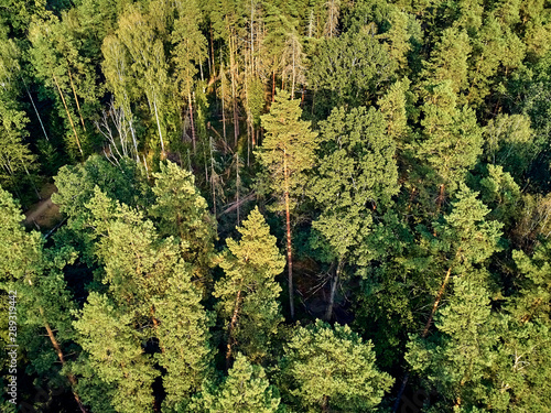 Beautiful panoramic aerial drone view to Bialowieza Forest - one of the last and largest remaining parts of the immense primeval forest that once stretched across the European Plain photo