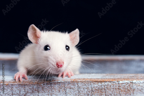 white rat on a wooden table on a black background, place for your text, the symbol of the Chinese New Year