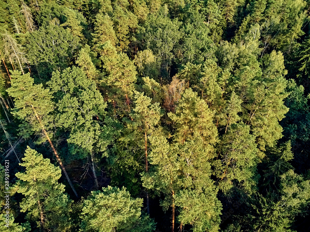 Beautiful panoramic aerial drone view to Bialowieza Forest - one of the last and largest remaining parts of the immense primeval forest that once stretched across the European Plain Beautiful panoramic aerial drone view to Bialowieza Forest - one of the last and largest remaining parts of the immense primeval forest that once stretched across the European Plain