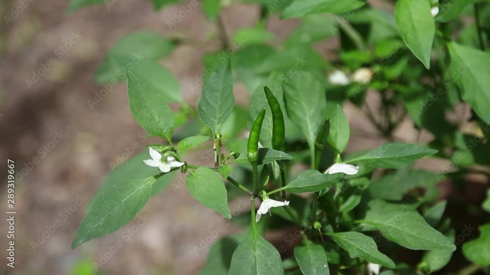 custom made wallpaper toronto digitalChilli Padi or Bird's Eye Chilli or Bird Chilli or Thai pepper