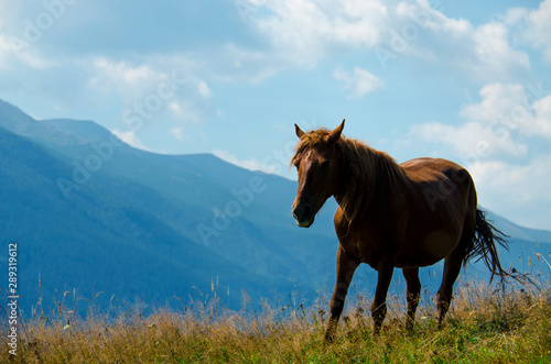 A wild horse looks into the distance against the mountain peaks of the Carpathian Mountains