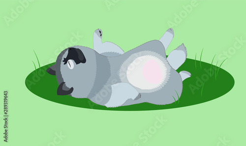 Keeshond little puppy sleeping lying on his back on green grass on a green background