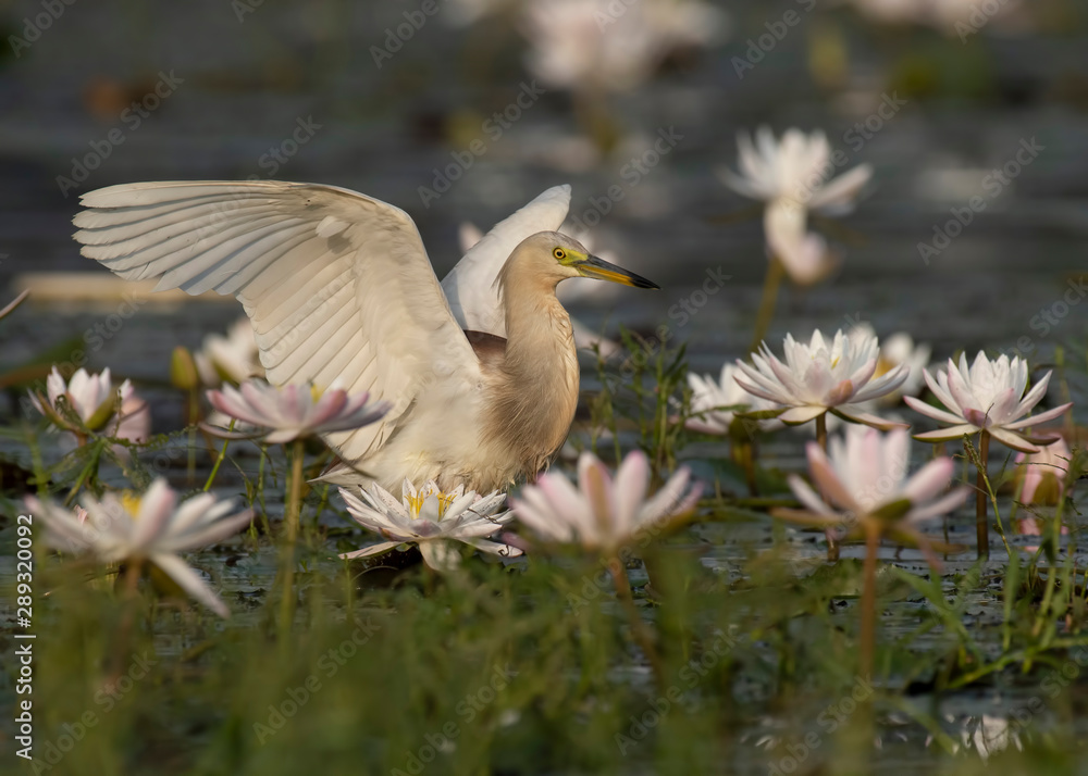 Naklejka premium Indian Pond heron Fishing in Pond