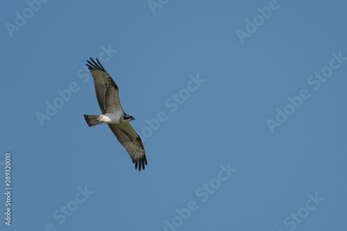 Fischadler im Flug vor blauem Himmel