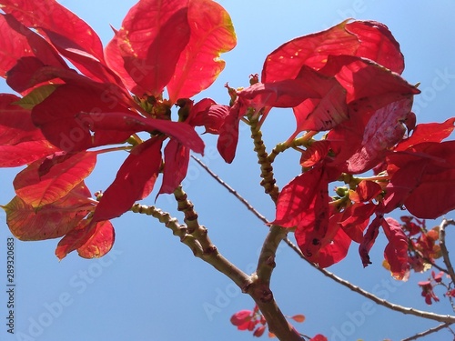 tree with red leaves