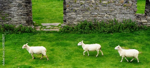Flock of Sheep Grazing on Grass Near Stone Wall Ruins