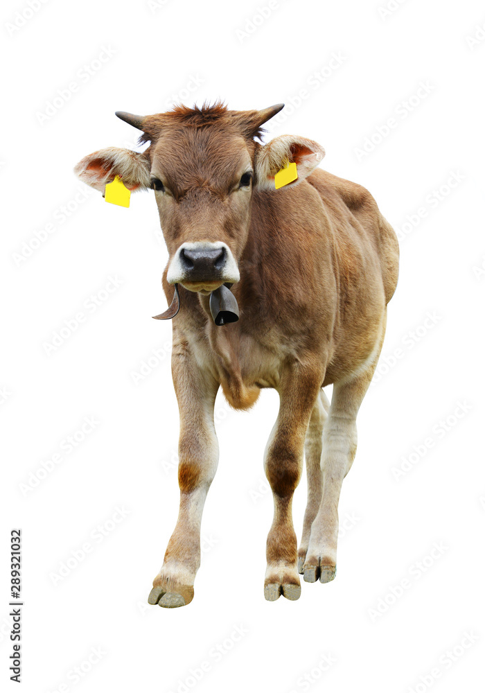 Portrait of a cow isolated on a white background. Portrait of a cow isolated on a white background.