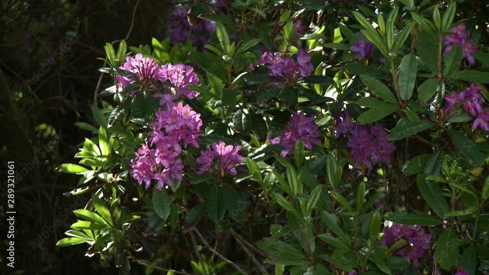Steady, medium wide shot of a pink Sabatia Angularis flowers.