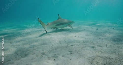 Wallpaper Mural A black tip reef shark swimming in the ocean Torontodigital.ca