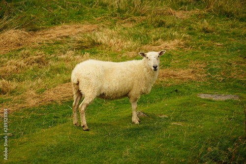 Sheep Grazing on Grass in a Meadow
