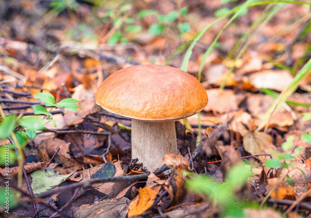 Looking for mushrooms in the forest. Pick up a big cep mushroom in a forest in autumn. Forest mushroom picking season. Edible boletes. A big beautiful mushroom with a brown hat grows in a forest Looking for mushrooms in the forest. Pick up a big cep mushroom in a forest in autumn. Forest mushroom picking season. Edible boletes. A big beautiful mushroom with a brown hat grows in a forest