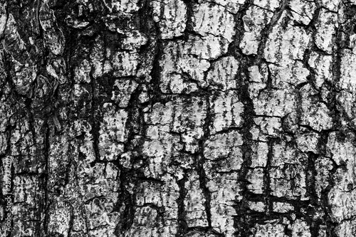 abandoned brown bark texture.