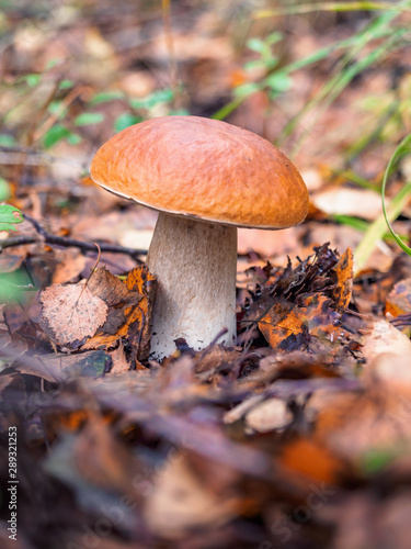 Looking for mushrooms in the forest. Pick up a big cep mushroom in a forest in autumn. Forest mushroom picking season. Edible boletes. A big beautiful mushroom with a brown hat grows in a forest