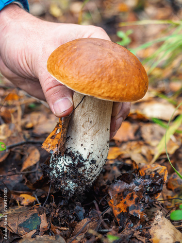 Human hand picks a white mushroom. Looking for mushrooms in the forest. Male hand pick a big cep mushroom in a forest in autumn. Forest mushroom picking season. Edible boletes. A big beautiful