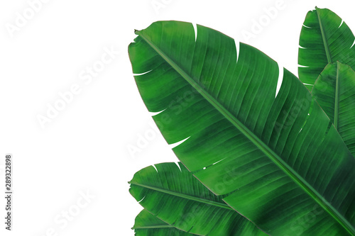 banana leaf on isolate and white background.