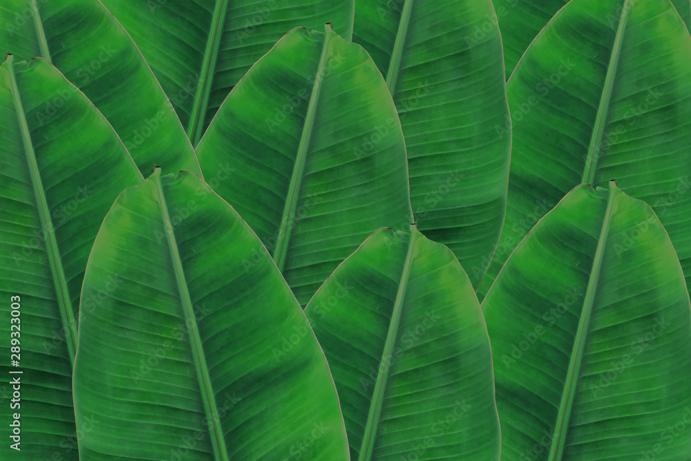 Fototapeta premium Background banana leaf. Green leaf.