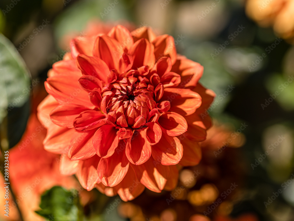 Dahlia flower grown in a garden Dahlia flower grown in a garden