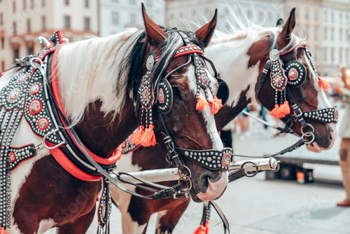 Two beautiful horses in a national harness in the old city center