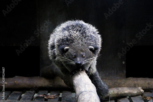 Black bearcat in zoo photo