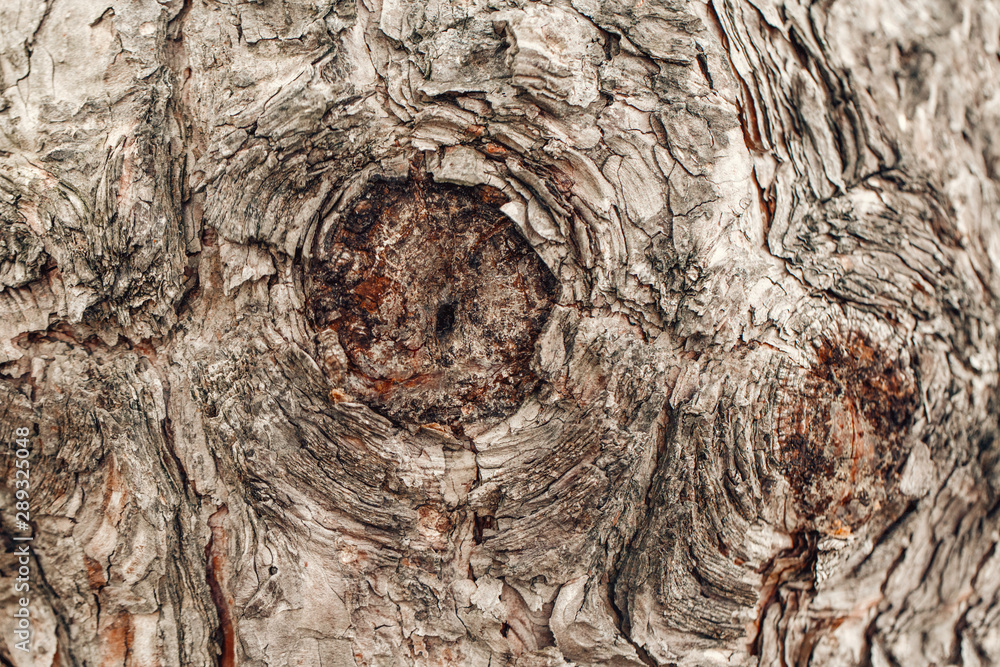 Closeup macro detail of old aged beautiful oak maple tree bark barque. Natural wooden textured abstract tree round circle background. Unusual pattern shape.