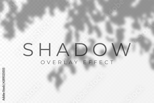 Shadow overlay effect. Transparent soft light and shadows from plant branches, leaves and foliage. Mockup of transparent shadow overlay effect and natural lightning
