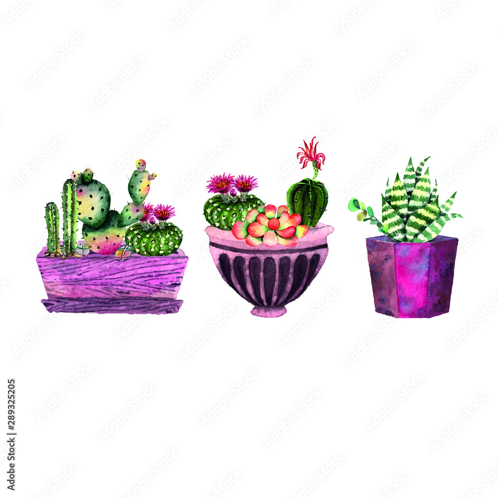 flowers in pots isolated on white