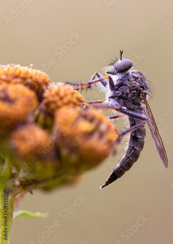 Neomochtherus pallipes 