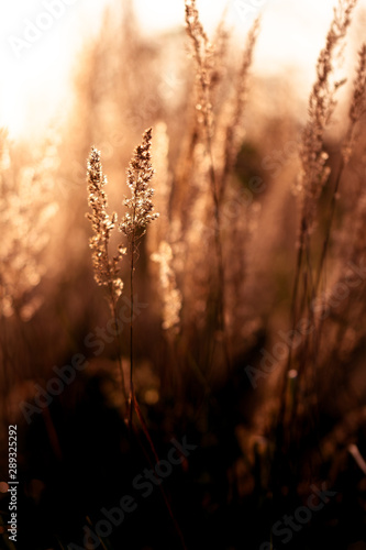 grasslight