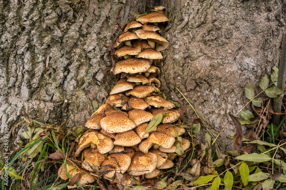 Fungus in a Tree Fungus in a Tree
