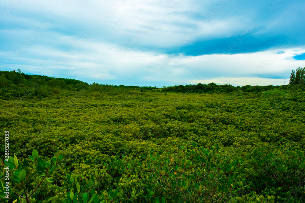 forest background ,Sunrise in a beautiful forest in Seashore forest in Thailand.