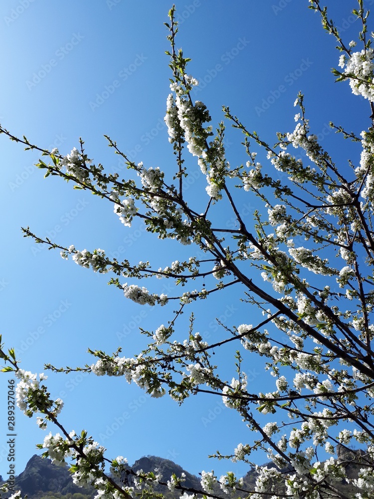 Blossom Blossom