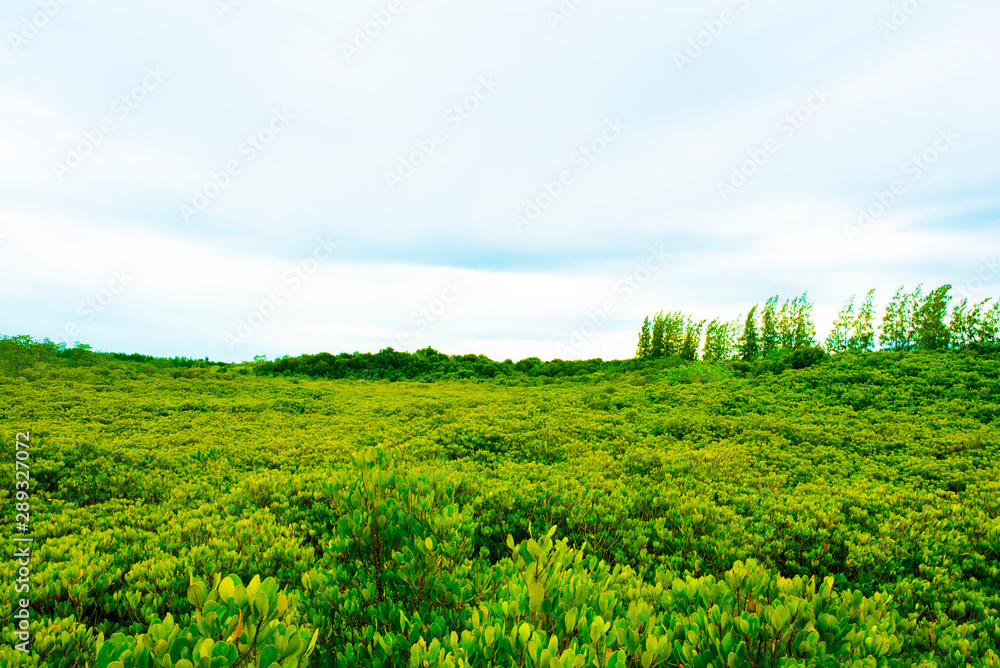Naklejka premium forest background ,Sunrise in a beautiful forest in Seashore forest in Thailand.