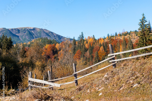 Autumn in a mountain village, autumn road near farm, autumn scenery, view of orange forest, Carpathians, Ukraine