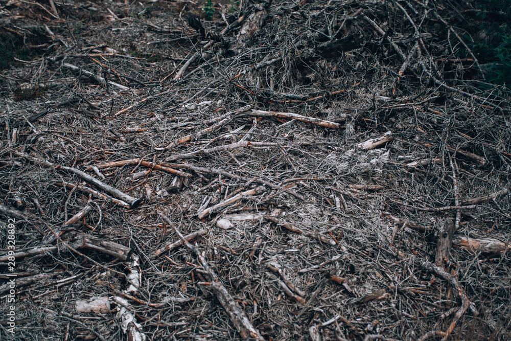 Gloomy forest. Photo background dark forest, branches on the ground.