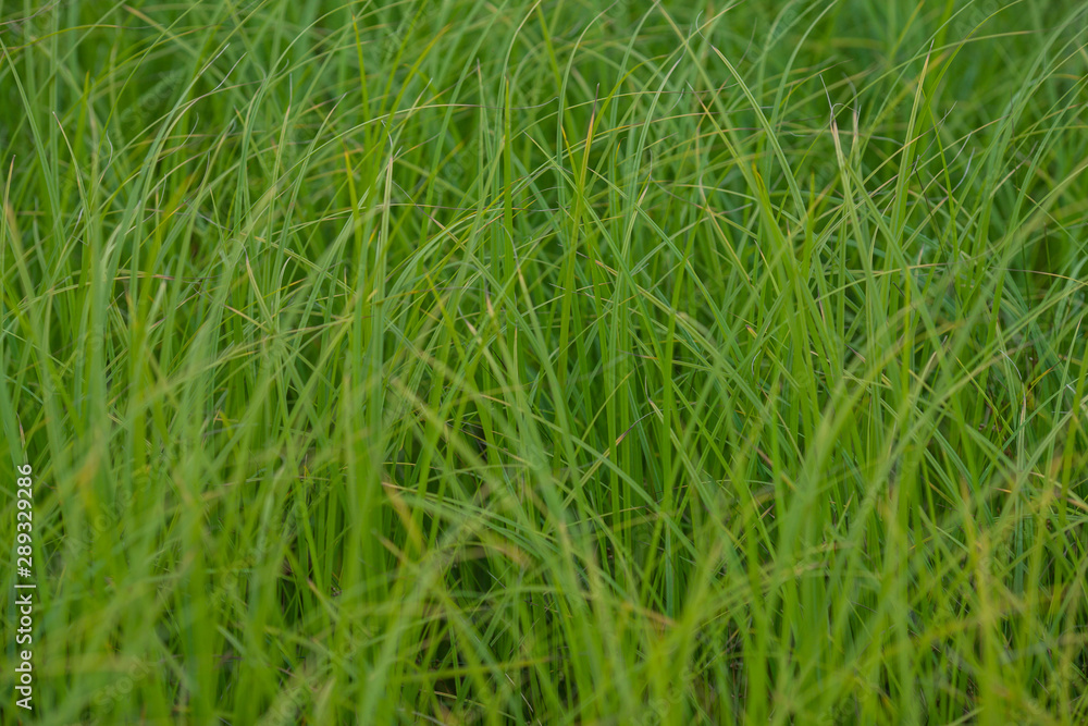 Green grass. Bright green grass close-up. Photo background with green grass. Weed texture Green grass. Bright green grass close-up. Photo background with green grass. Weed texture