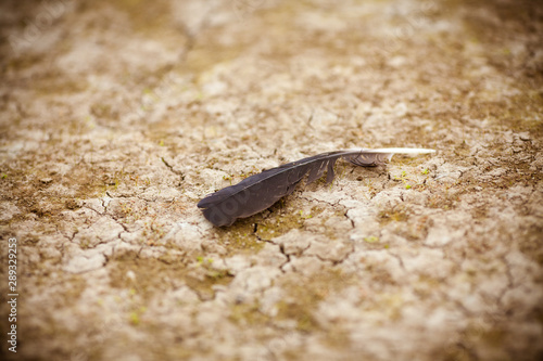 Feather of a bird in the desert. Drought concept. Feather of a bird on the sand in the empty, photo background.