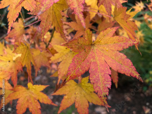 Close up of multi-colored autumn leaves