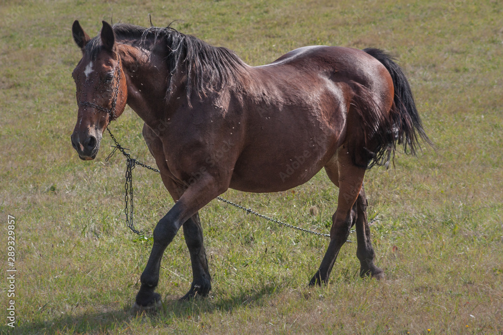 Neglected work horse on a chain grazing in the meadow Neglected work horse on a chain grazing in the meadow