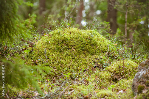 Stone covered with moss. Magical forest landscape. Stone covered with moss in the forest, photo background