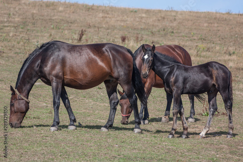 Horses grazing loose. Two adults and a foal.