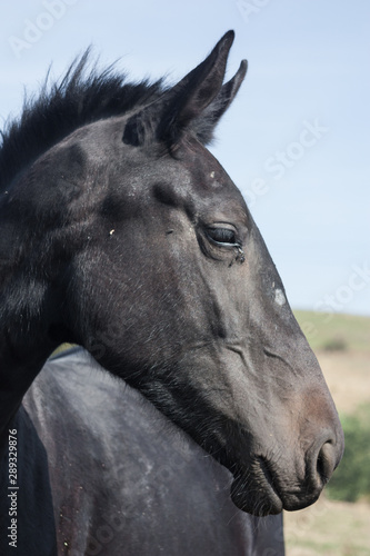 Portrait of a black horse in profile. Beautiful head line. Depth of field, details, closeup.