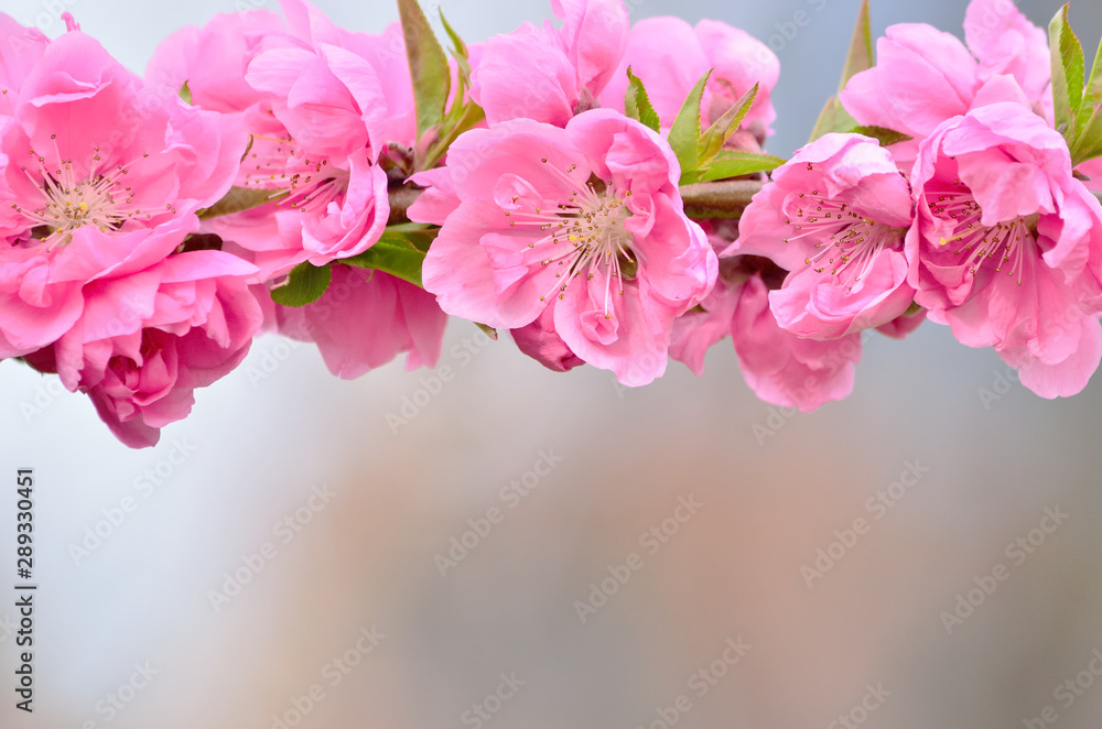 Naklejka premium pink hana peach blossoms, prunus persica