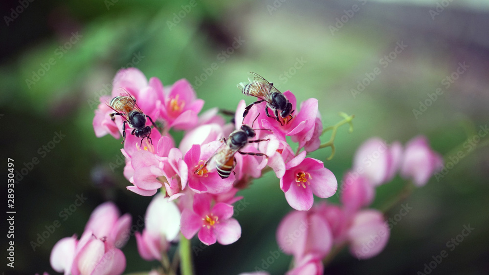 Honey bees eating nectar of Mexican creeper Honey bees eating nectar of Mexican creeper