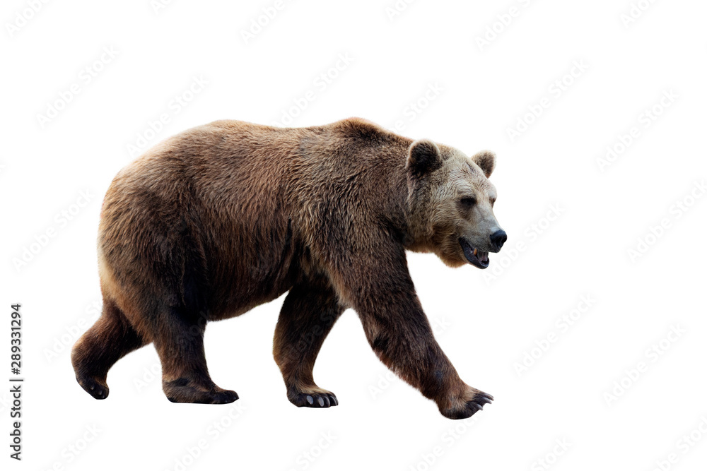 Obraz premium Brown bear (Ursus arctos) isolated on white background