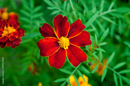 red flower in garden